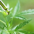 What is more potent cbd or hemp?