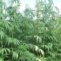 The Booming Hemp Industry: Exploring the Growth and Benefits of Hemp