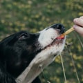 How Long Does CBD Oil Stay in a Dog's System?