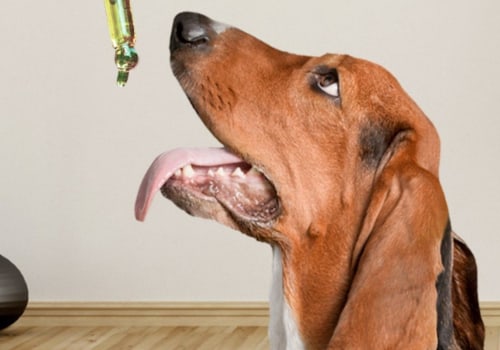 What Are the Consequences of Giving Your Dog Too Much CBD Oil?