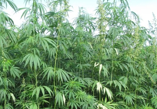The Booming Hemp Industry: Exploring the Growth and Benefits of Hemp