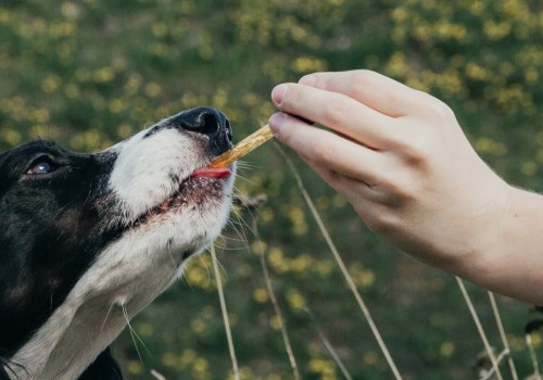 How Long Does CBD Oil Stay in a Dog's System?