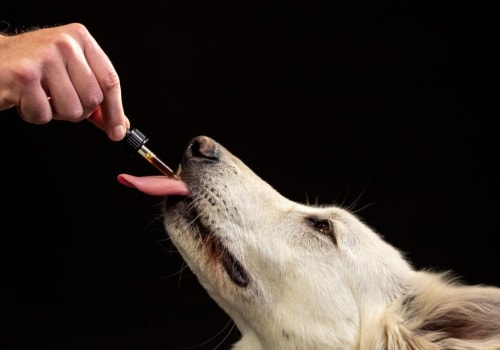 Can CBD Calming Treats Help Your Dog?